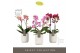 Phalaenopsis mix multiflora Optimost Mix 2 spike in Molise White Aquo  
