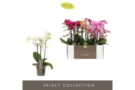 Phalaenopsis mix multiflora Optimost Mix 3 spike 35 bl. 3 tak/plnt 500