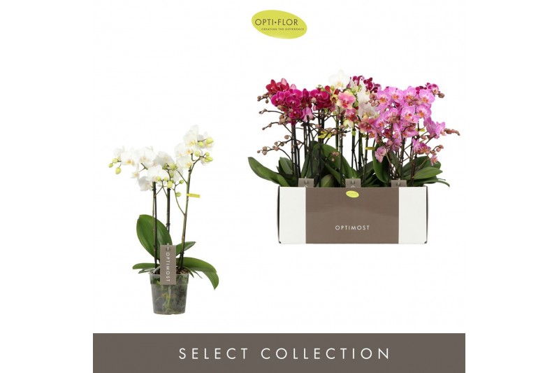 Phalaenopsis mix multiflora Optimost Mix 3 spike 35 bl. 3 tak/plnt 500 