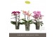 Phalaenopsis mix multiflora Optimost Mix 3 spike 35 bl. 3 tak/plnt 500 