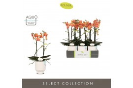 Phalaenopsis multiflora paprika Optimost Paprika 2 spike in Emilia Whi