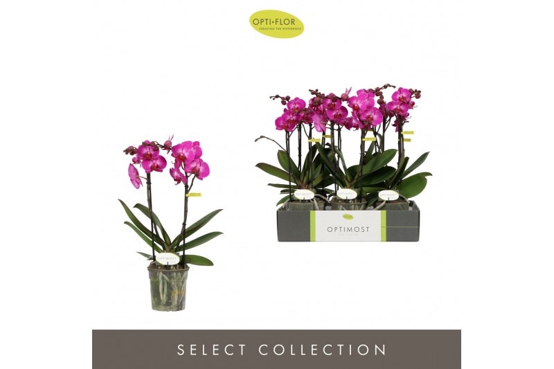 Phalaenopsis multiflora paars Optimost Roma 2 spike 25 bl. 2 tak/plnt  