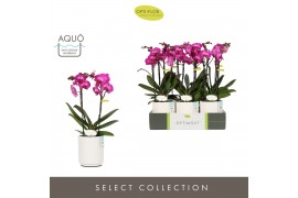 Phalaenopsis multiflora paars Optimost Roma 2 spike in Molise White Aq