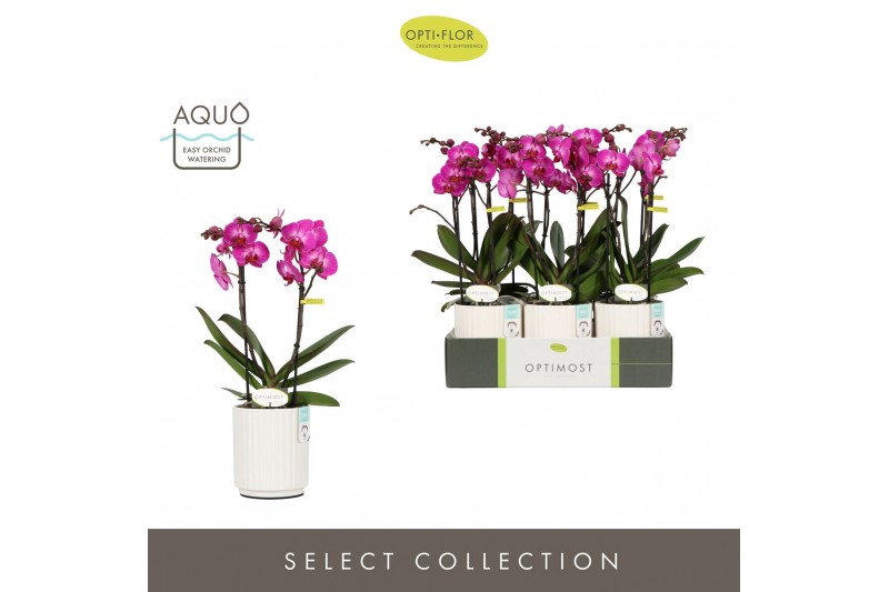 Phalaenopsis multiflora paars Optimost Roma 2 spike in Molise White Aq 