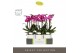 Phalaenopsis multiflora paars Optimost Roma 2 spike in Molise White Aq 