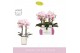 Phalaenopsis roze MyMonro Make-up 2 spike in Molise White Aquo 6 bl. 2 