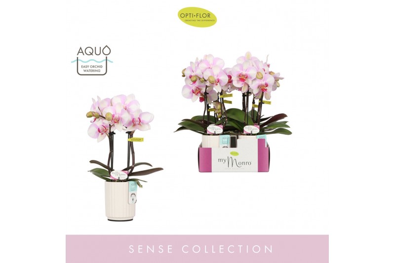 Phalaenopsis roze MyMonro Make-up 2 spike in Molise White Aquo 6 bl. 2 