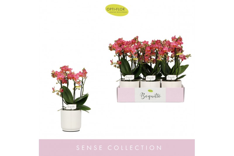 Phalaenopsis multiflora oranje Boquetto Charme 3-5 spike in Lazio Whit 