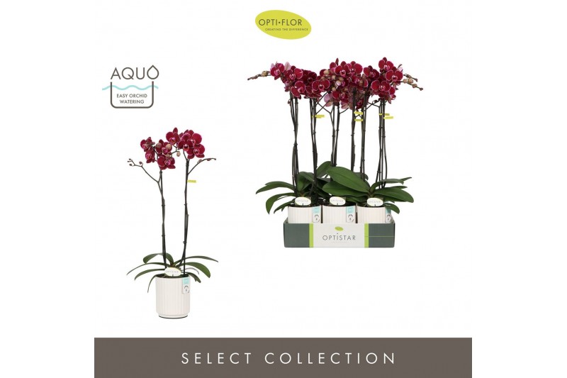 Phalaenopsis rood Optistar Montpellier 2 spike in Molise White Aquo 15 
