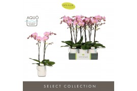 Phalaenopsis anthura padova Optistar Padova 2 spike in Molise White Aq