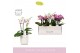 Phalaenopsis multiflora mix Boquetto Pinko Mix 3-5 spike in Molise Whi 