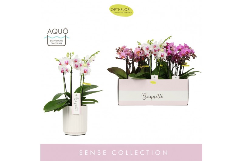 Phalaenopsis multiflora mix Boquetto Pinko Mix 3-5 spike in Molise Whi 