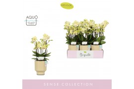 Phalaenopsis multiflora geel Boquetto Sensation 3-5 spike in Emilia Sa