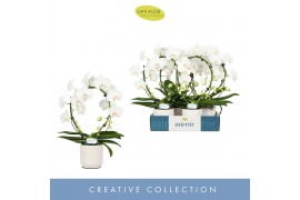 Phalaenopsis wit Mirror Miracle Aurora 2 spike in Lazio White 15 bl. 2