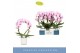 Phalaenopsis roze Mirror Miracle Tiana 2 spike in Lazio White 15 bl. 2 