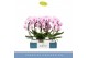 Phalaenopsis roze Mirror Miracle Tiana 2 spike in Lazio White 15 bl. 2 