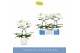 Phalaenopsis wit Balletto Wing 2 spike in Lazio White 16 bl. 2 tak/pln 