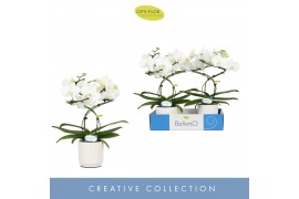 Phalaenopsis wit Balletto Wing 2 spike in Lazio White 16 bl. 2 tak/pln