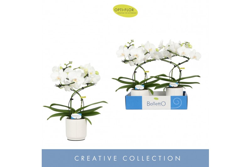 Phalaenopsis wit Balletto Wing 2 spike in Lazio White 16 bl. 2 tak/pln 