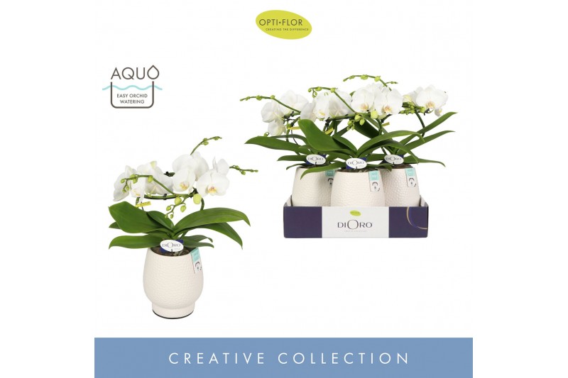 Phalaenopsis wit Dioro Prestige 2 spike in Abruzzo White Aquo 16 bl. 2 