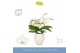 Phalaenopsis wit Dioro Prestige 2 spike in Abruzzo White Aquo 16 bl. 2 