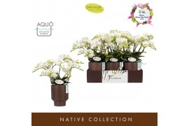 Phalaenopsis multiflora wit Freedanzo Dove in Emilia Brown Aquo 35 bl.