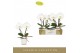 Phalaenopsis wit Singolo & Co Tosha in Lazio White 2 bl. 2 tak/plnt 