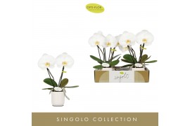 Phalaenopsis wit Singolo & Co Tosha in Lazio White 2 bl. 2 tak/plnt