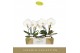 Phalaenopsis wit Singolo & Co Tosha in Lazio White 2 bl. 2 tak/plnt 