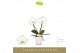 Phalaenopsis wit Singolo & Co Tosha in Lazio White 2 bl. 2 tak/plnt 