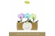 Phalaenopsis mix Singolo Aquarello Northern Light in Lazio White 1 bl. 