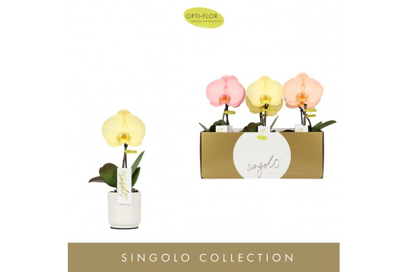 Phalaenopsis mix Singolo Aquarello Sunlight in Lazio White 1 bl. 1 tak 
