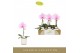 Phalaenopsis roze Singolo Mino in Lazio White 1 bl. 1 tak/plnt 70 