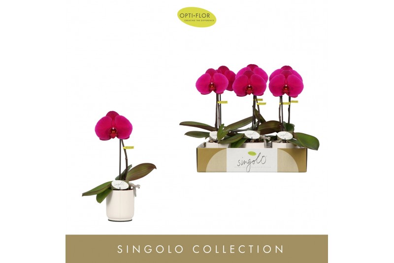 Phalaenopsis paars Singolo Shima in Lazio White 1 bl. 1 tak/plnt 70 
