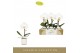 Phalaenopsis wit Singolo Tosha in Lazio White 1 bl. 1 tak/plnt 