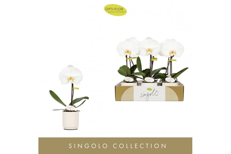 Phalaenopsis wit Singolo Tosha in Lazio White 1 bl. 1 tak/plnt 