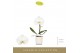 Phalaenopsis wit Singolo Tosha in Lazio White 1 bl. 1 tak/plnt 