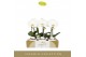 Phalaenopsis wit Singolo Tosha in Lazio White 1 bl. 1 tak/plnt 