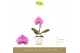 Phalaenopsis Singolo Victorio in Lazio White 1 bl. 1 tak/plnt 