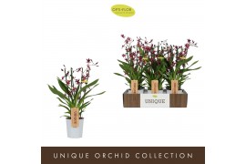 Oncidium Oncidium Katerina Zoch 4 spike 4 tak/plnt 70 bl. 500