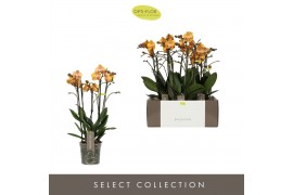 Phalaenopsis multiflora anthura las vegas Exclusivo Las Vegas Gold >4 