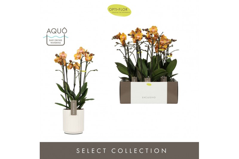 Phalaenopsis multiflora anthura las vegas Exclusivo Las Vegas Gold >4  