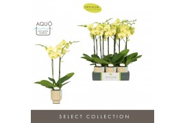 Phalaenopsis anthura ferrara Optistar Ferrara 2 spike in Emilia Sand A