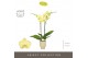 Phalaenopsis anthura ferrara Optistar Ferrara 2 spike in Emilia Sand A 