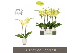 Phalaenopsis anthura ferrara Optistar Ferrara 2 spike in Emilia White 