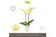 Phalaenopsis anthura ferrara Optistar Ferrara 2 spike in Emilia White  