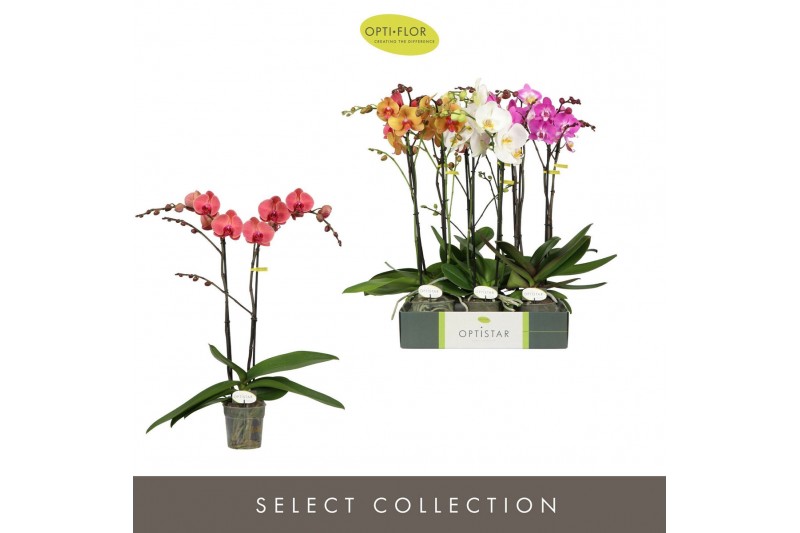 Phalaenopsis mix Optistar Hollywood 2 spike Mix 60 cm 15 bl. 2 tak/pln 
