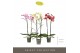 Phalaenopsis mix Optistar Hollywood 2 spike Mix 60 cm 15 bl. 2 tak/pln 
