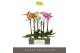 Phalaenopsis mix Optistar Hollywood 2 spike Mix 60 cm 15 bl. 2 tak/pln 