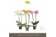 Phalaenopsis mix Optistar Hollywood 2 spike Mix 60 cm 15 bl. 2 tak/pln 